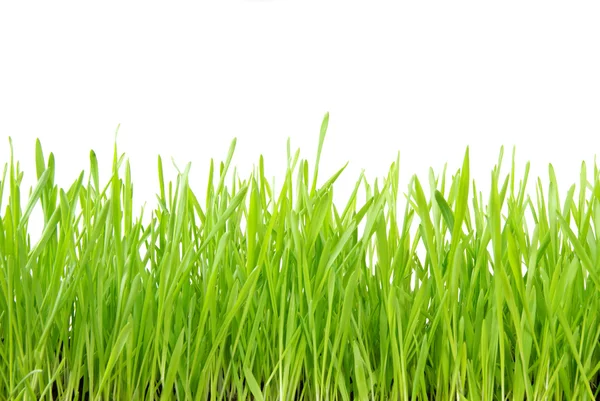 Groen gras — Stockfoto