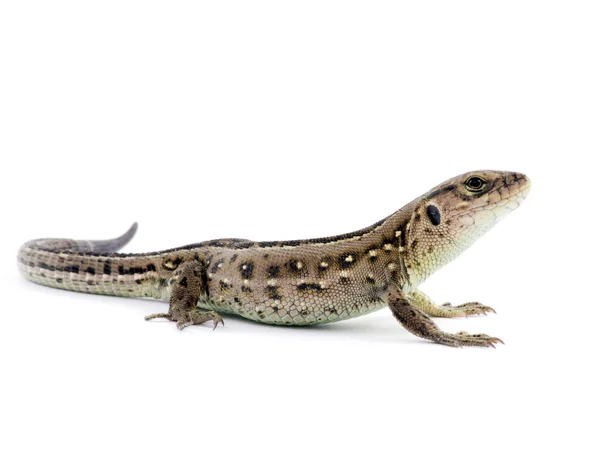 Petit lézard — Photo