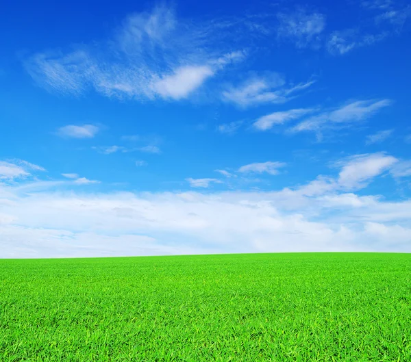 Veld en blauwe lucht — Stockfoto