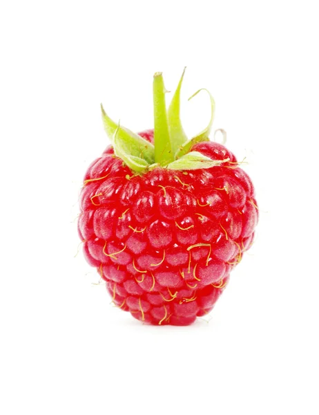 Raspberry matang — Stok Foto