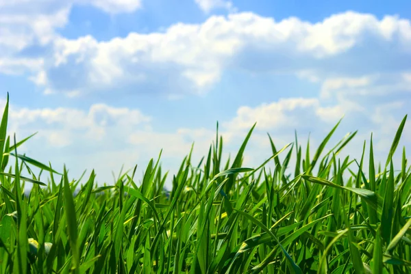 Gras am Himmel — Stockfoto