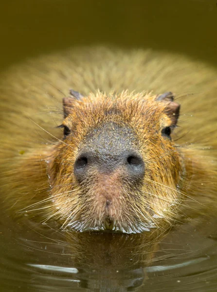 Close up of  Capybara — Stock Photo, Image
