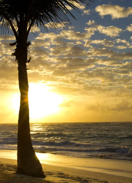 plaj ve tropikal deniz