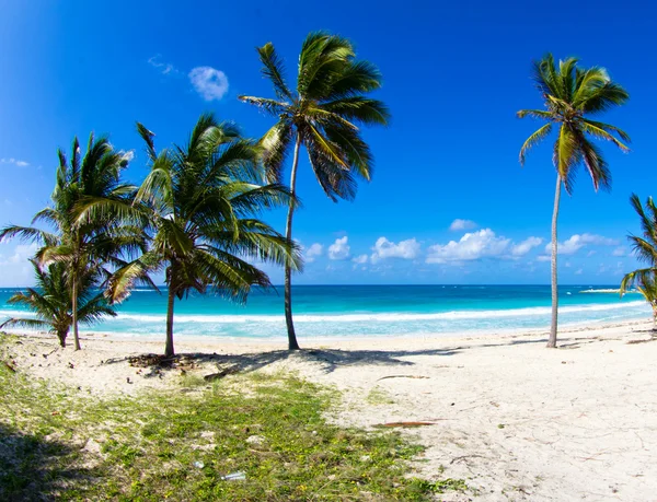 Spiaggia tropicale — Foto Stock