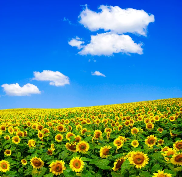 Sunflowers field — Stock Photo, Image