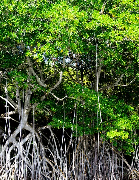 Мангровые деревья — стоковое фото