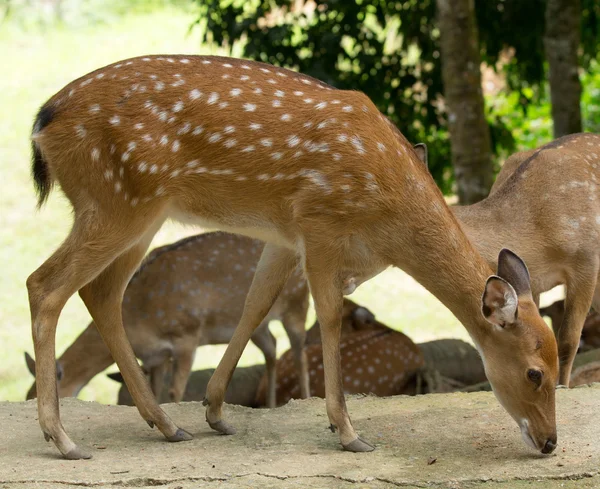 Whitetail deers — Stock Photo, Image