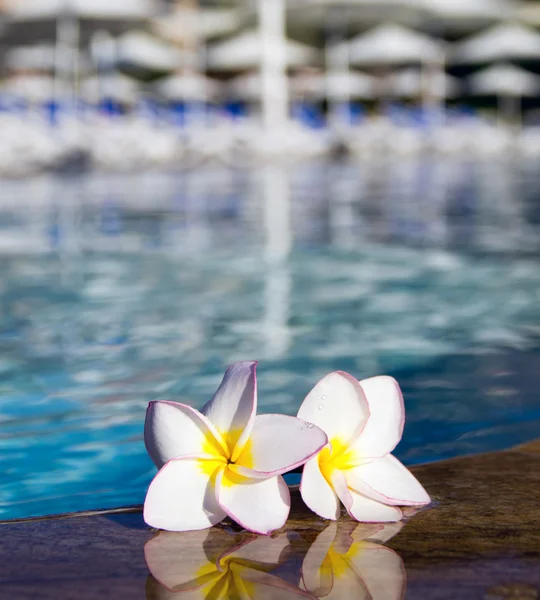 Flores tropicais plumeria — Fotografia de Stock