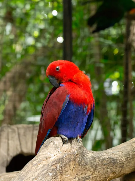 Papuga papugi — Zdjęcie stockowe