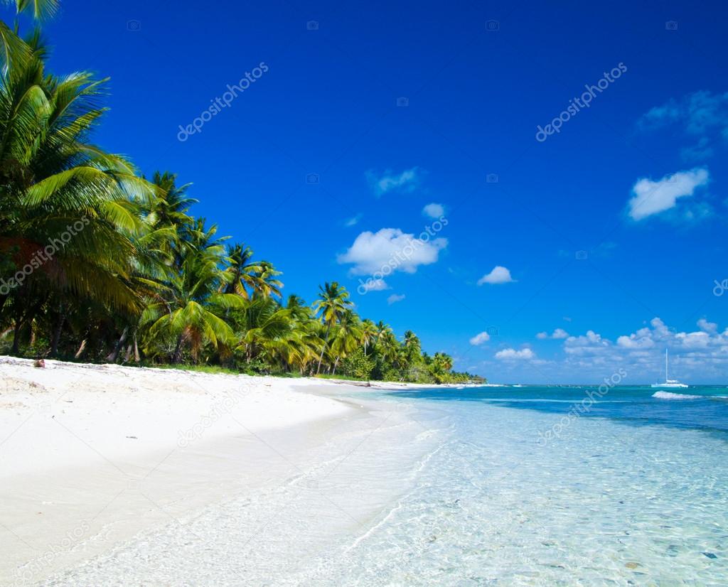 Palm trees on tropical beach