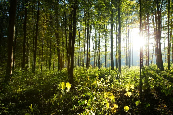 La luce del sole nella foresta — Foto Stock