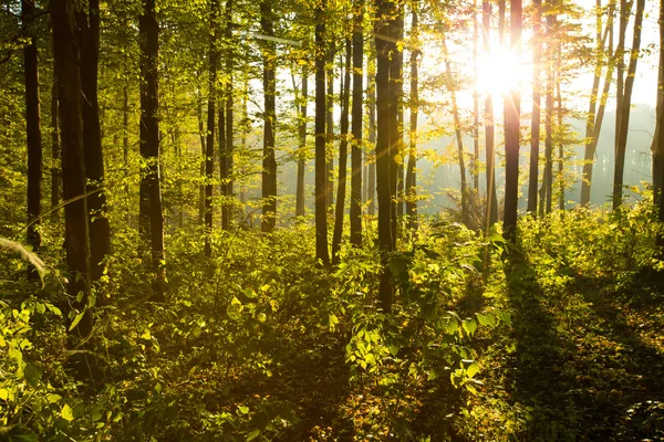 Lumière du soleil dans la forêt — Photo