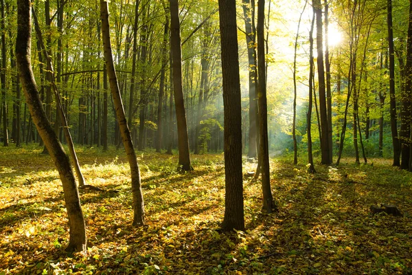 Solljus i skogen — Stockfoto