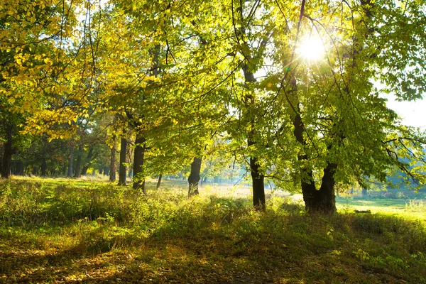 Lumière du soleil dans la forêt — Photo