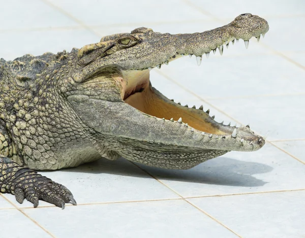 Close up, Alligator — Stock Photo, Image