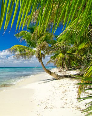 plaj ve tropikal deniz