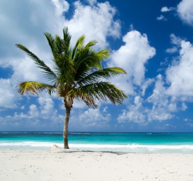 plaj ve tropikal deniz