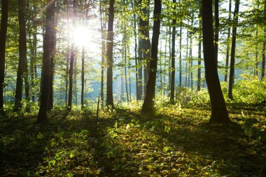 Ormanının içinde güneş ışığı