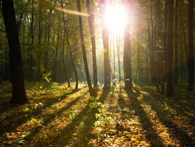 Ormanının içinde güneş ışığı