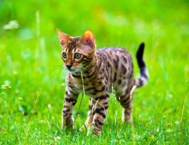 kedi bir çim üzerinde çalışır