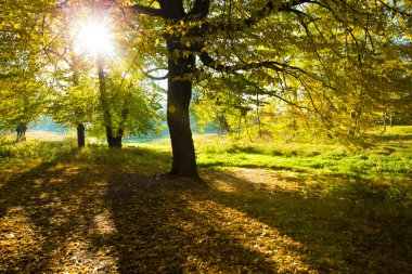 Ormanda güneş ışığı