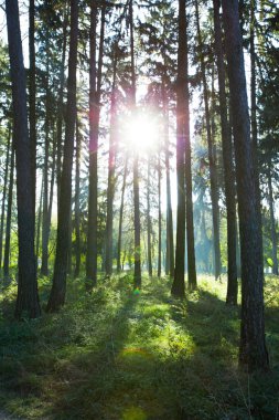 Ormanda güneş ışığı
