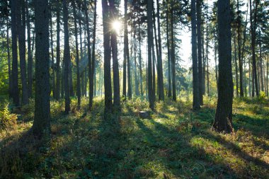Ormanda güneş ışığı
