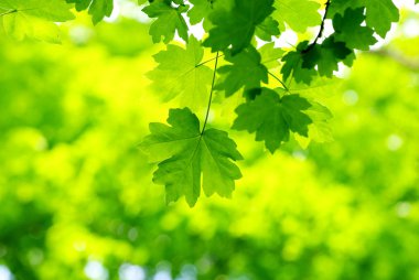 yeşil yapraklar arkaplan