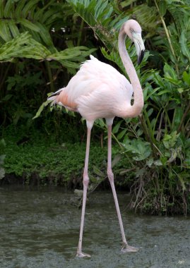 Flamingo kuşu suda