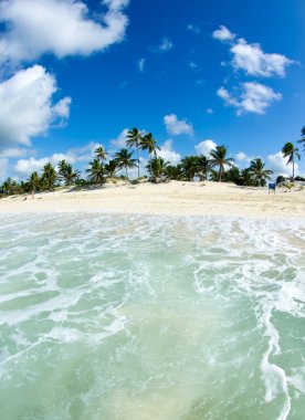 plaj ve tropikal deniz