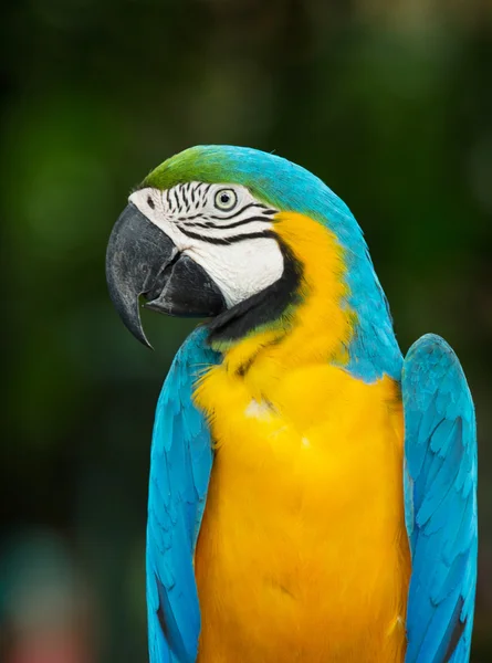 Колоритный попугай ара — стоковое фото