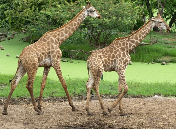 Giraffe nel parco safari dello zoo — Foto Stock