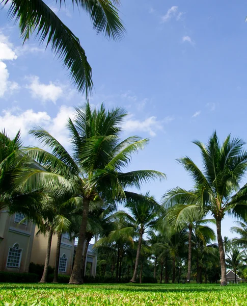 Groene palmbomen op blauwe hemel — Stockfoto