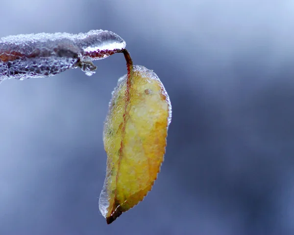 Branch with bud under ice