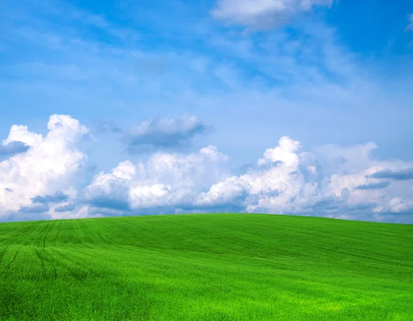 Campo no fundo do céu azul — Fotografia de Stock