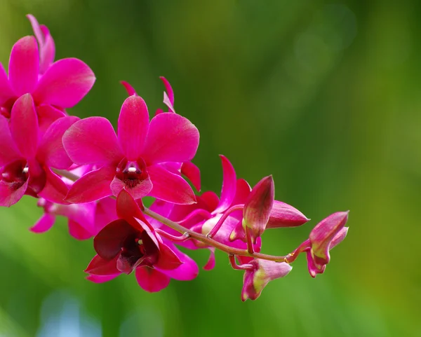 Belles fleurs d'orchidée — Photo