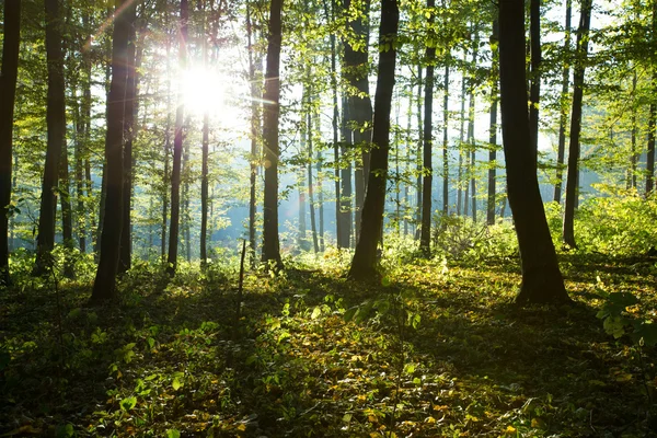 Сонячне світло в лісі — стокове фото