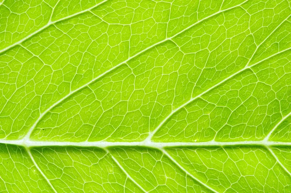 Leaf  background — Stock Photo, Image