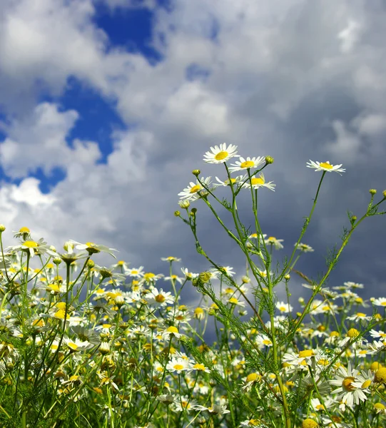 Fleurs de camomilles sur le ciel — Photo