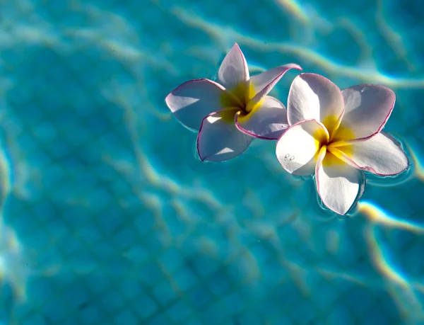 Plumeria en piscina — Foto de Stock