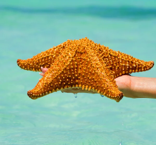 Starfish in hand — Stock Photo, Image