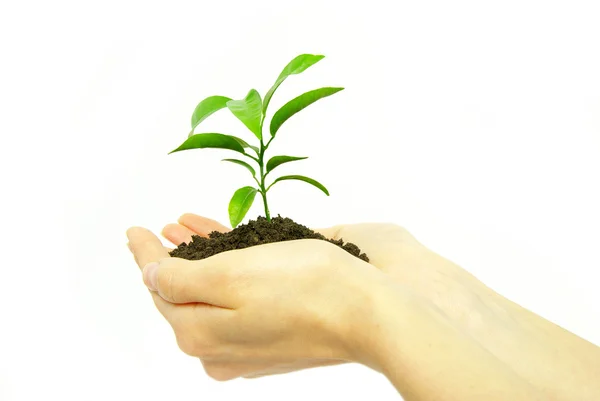 Hands holding a plant — Stock Photo, Image