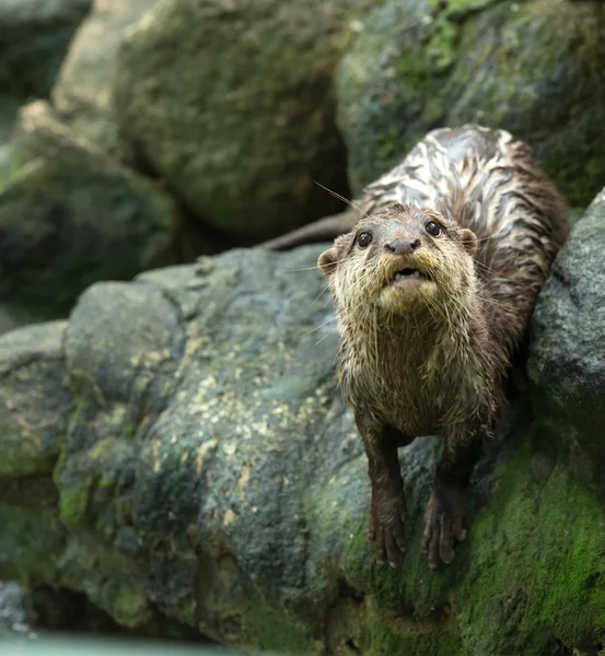 Otter de pie en el zoológico —  Fotos de Stock