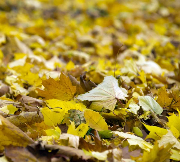 Foglie d'autunno — Foto Stock