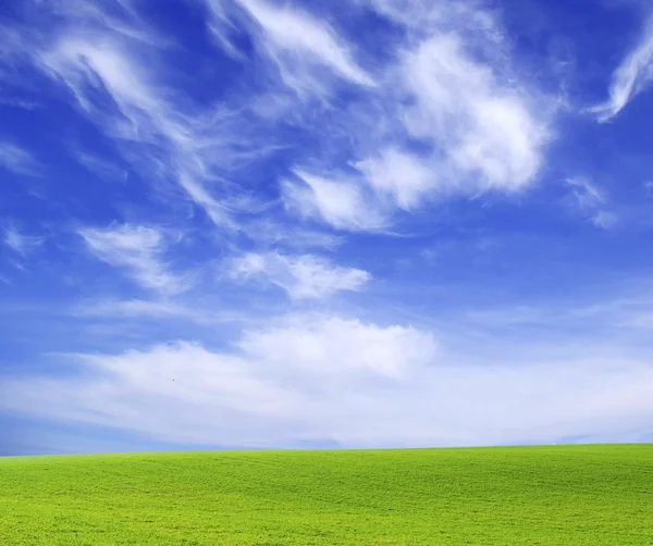 Campo su sfondo di cielo blu — Foto Stock