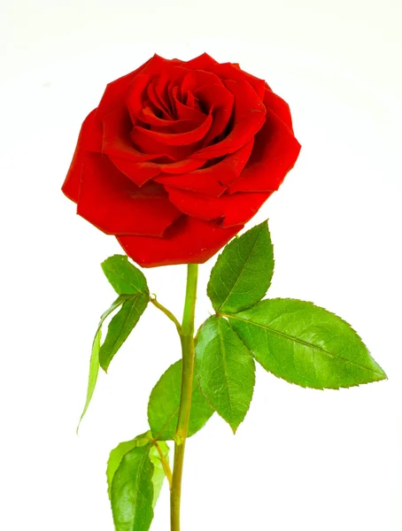 Bella rosa rossa — Foto Stock