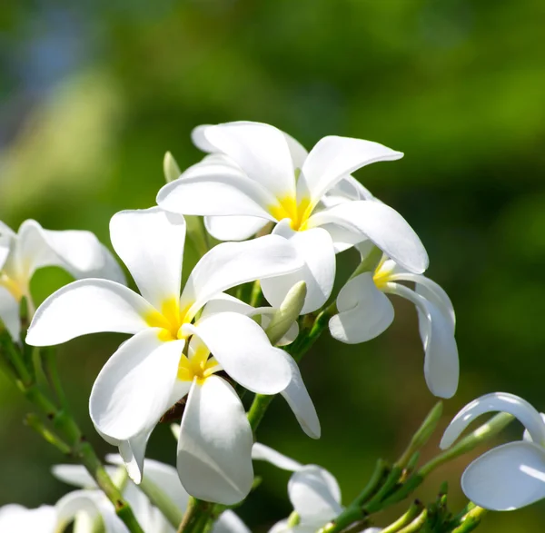 Weiß gefiederte Blüten — Stockfoto