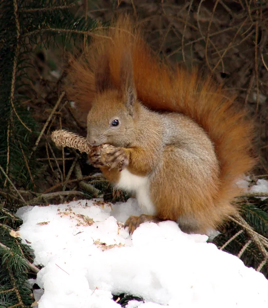 Cute squirrel on snow — Stock Photo, Image