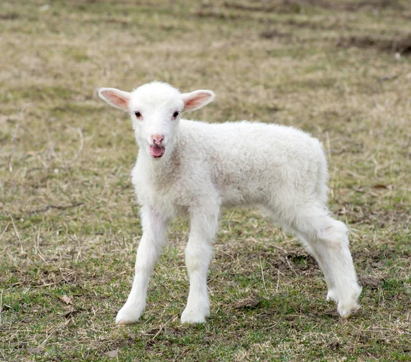 Λευκά πρόβατα σε ένα λιβάδι — Φωτογραφία Αρχείου