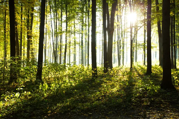 Luz solar na floresta — Fotografia de Stock